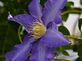 Clematis Anna German IMG_4430 Powojnik